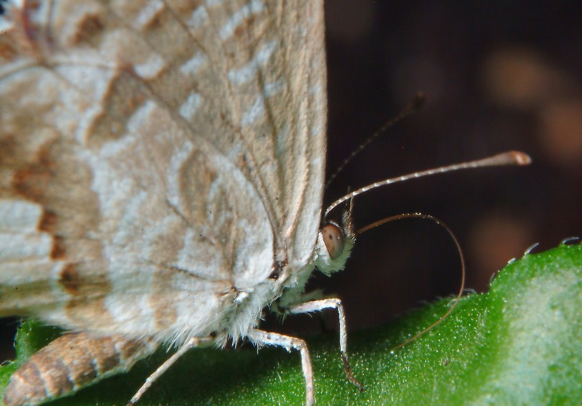 Ancora Cacyreus marshalli